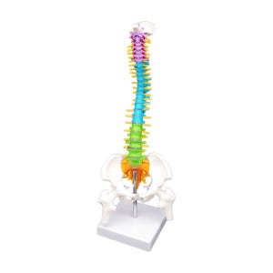 칼라미니척추모형 (45cm - MD183)