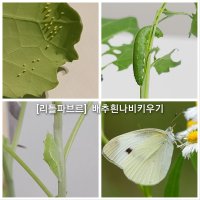 배추흰나비키우기 반려곤충 알 애벌레 번데기 나비의한살이 과학실험키트 학습교재 초3과학