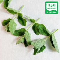 민트잎 친환경 허브 모히또용 애플민트 애플민트생잎 50g