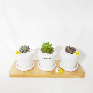 미니다육이 3종set 꽃모양 다육키우기 미니선인장 화분