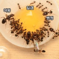 인도혹개미2복