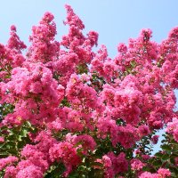 목백일홍배롱나무 묘목 R6-7점 (용달전용) 꽃나무 조경 공원수 정원수