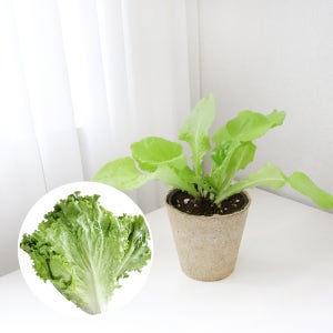 청치마 상추 키우기 풀 패키지 재배키트 DIY