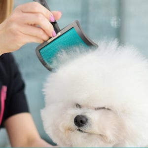 바비온 강아지 고양이 털제거 커브 슬리커 브러쉬 비숑 빗