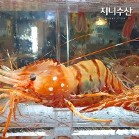 자연산 활 독도 연안 꽃 닭 도화 새우 회 택배 500g 1kg