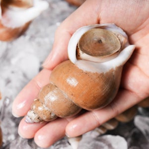 동해바다 생물 백골뱅이 백고동 통골뱅이