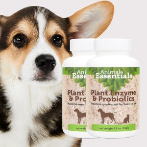 똥먹는 강아지 소화효소 설사약 소화제 식분증 장영양제 애니멀에센셜 플랜트엔자임 2개세트