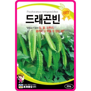 드래곤빈 씨앗 30립 / 드레곤빈 날개콩 콩씨 콩씨앗 bean seed 이색콩