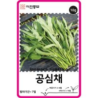 공심채 씨앗 10g / 아열대채소 종자 이색종자 여름채소 텃밭농사