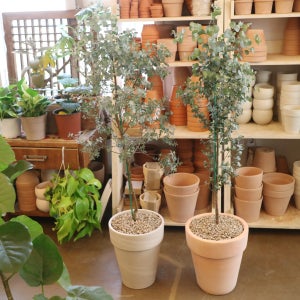 2color 토분에 담긴 공기정화식물 중대형 유칼립투스 - 매장방문(직접수령/예약문의)