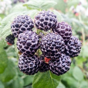 국내산 꿀벌수정 복분자 1kg 2.5kg 5kg 10kg 특품 최상품