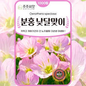 분홍 낮달맞이 꽃 씨앗 1000립 핑크 꽃씨 종자 다년생 달맞이꽃 노지월동 야생화 봄 가을