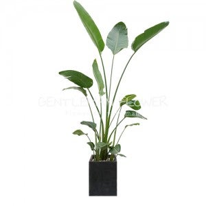 극락조 시멘트분 특대(SH0167)[개업화분/축하/사무실이전]