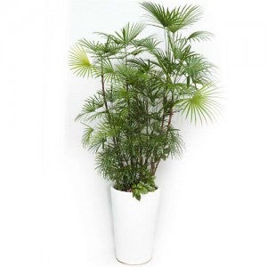 종려죽 (pb-0609)[개업화분/축하/사무실이전]