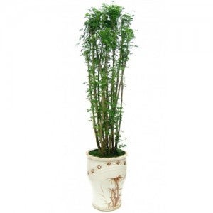 파비안 (g-0232)[개업화분/축하/사무실이전]