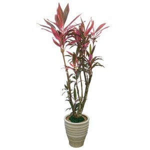 홍죽크리스탈 (g-0213)[개업화분/축하/사무실이전]