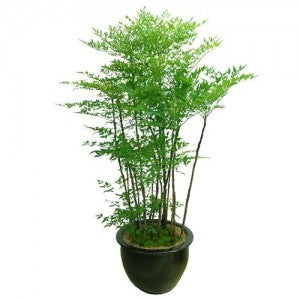 남천 (g-0204)[개업화분/축하/사무실이전]