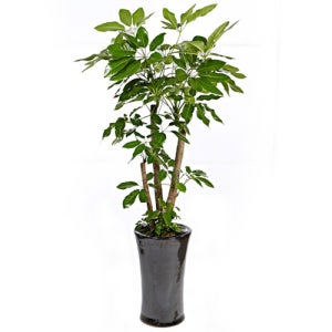 대엽홍콩(OW-1014)[개업화분/축하/사무실이전]