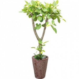 뱅갈고무나무 (3f565)[개업화분/축하/사무실이전]