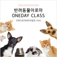 반려동물 아로마 ONEDAY class