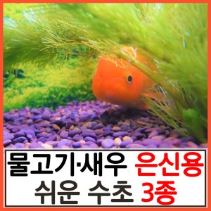 막구피 최저가 가성비상품