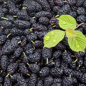 햇 오디 씻어나온 세척오디 토종오디 산청산 냉동오디 IQF 급속냉동