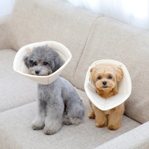 [개놀자] 오가닉 펜타곤 넥카라 강아지 고양이 목쿠션 중성화넥카라 도트 S