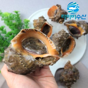 다이버수산 거제도 자연산 참소라 1kg