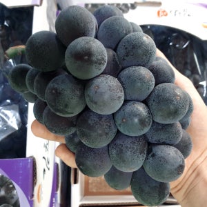 고당도 거봉포도 2kg 씨없는 썸머블랙 하우스 제철 봉지 노지 캠벨 머루 샤인 포도