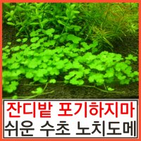 노치도메 낮게 깔리는 잔디밭수초 폭번악마