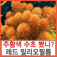 레드 밀리오필름