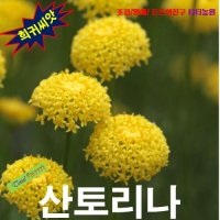 (희귀씨앗) 산토리나(코튼라벤더) 실버 25립