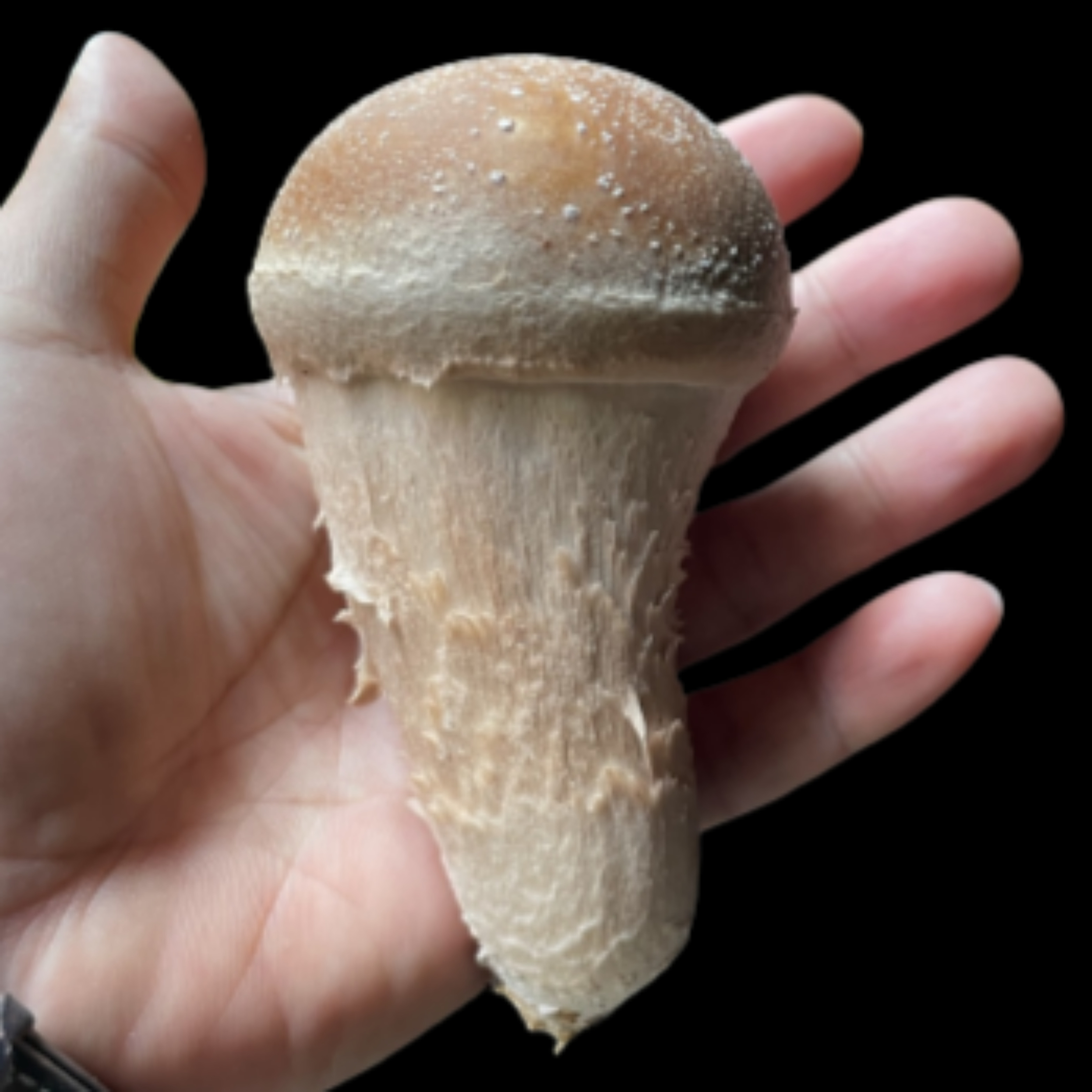 참송이<b>버섯</b> 국내산 무농약 1kg 선물세트