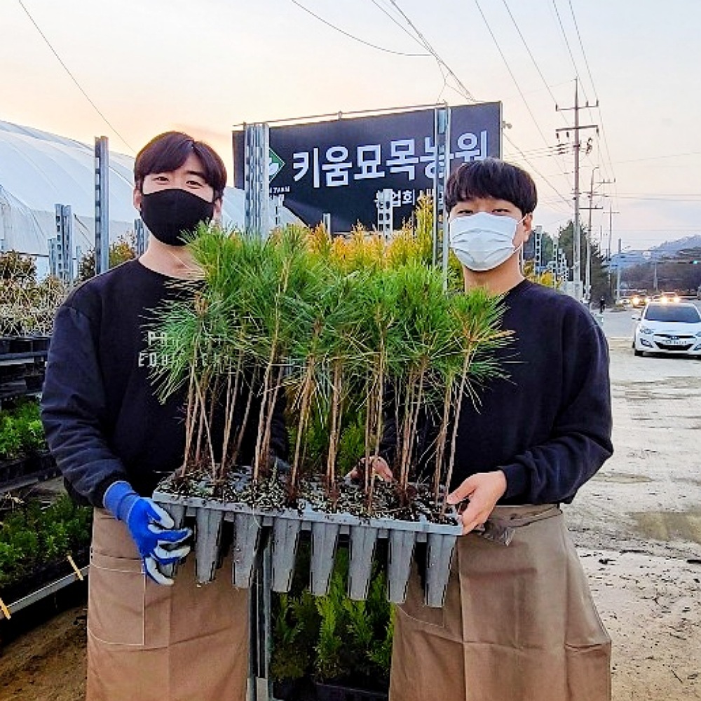 좀눈향나무 소품크기 미니분재 소나무 좀눈향 눈향 나무