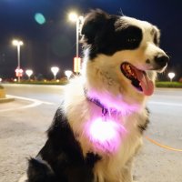 강아지 애견 고양이 반려견 LED 야간 야광 안전 밤 산책 목걸이 라이트 용품 등