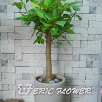 뱅갈고무나무 E (화분랜덤 높이150cm정도 )