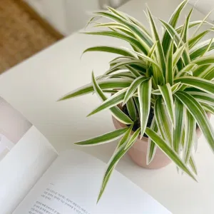 나비란 나비난 무늬 접란 오션 화분 스파이더 플랜트 spider plant