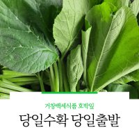 당일 아침에 수확한 호박잎 조선호박잎 부드러운 쌈채소