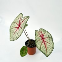 칼라디움 화이트 퀸 Caladium 희귀 실내 플랜테리어 식물