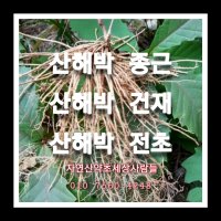 산해박 생재전초 50주