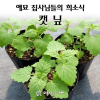 [모종심는아빠] 캣닢모종 집사님들을 위한 강력한 선물