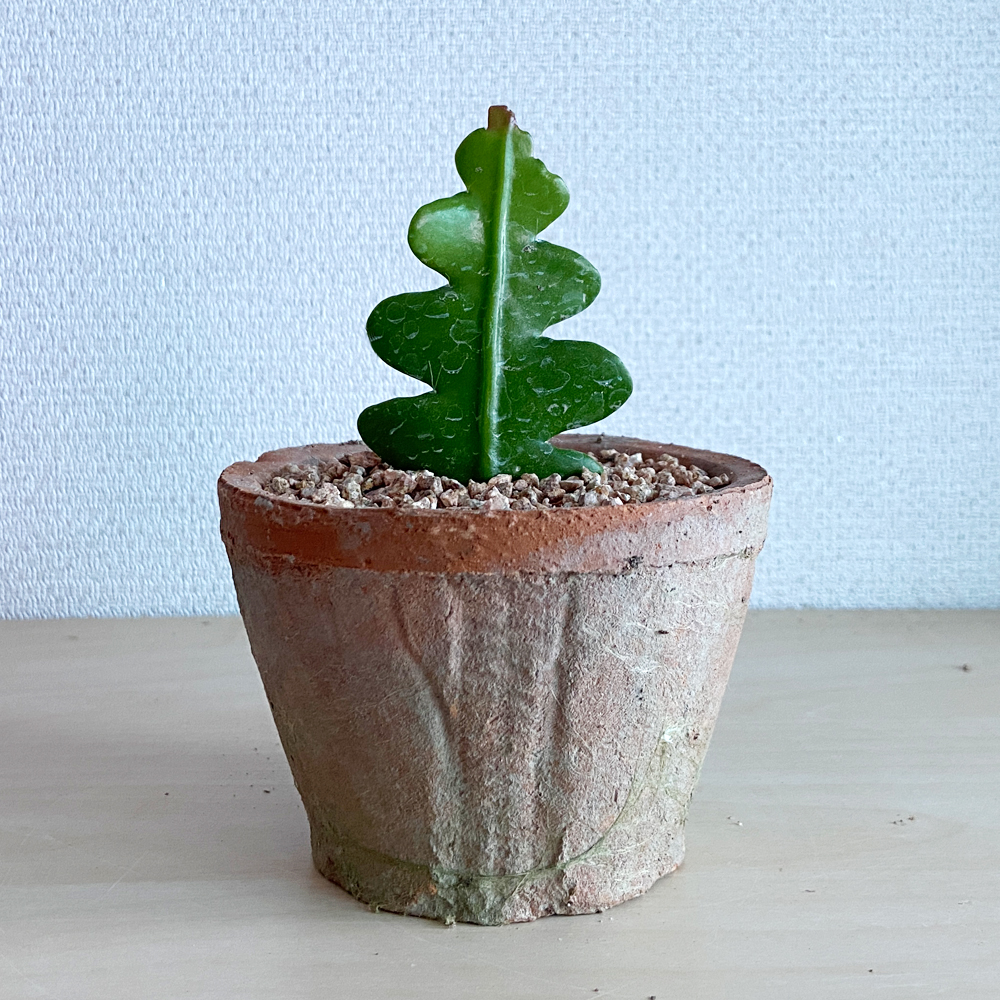 식물행성 생선뼈 피쉬본 선인장 - 미니 빈티지 이태리토분 세트