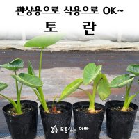 [모종심는아빠] 관상용으로 이쁘고 식용으로도 가능한 토란 모종