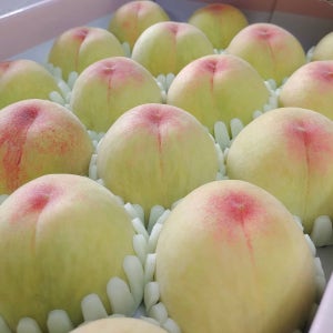 정반 조화도 백도 설원복숭아 말랑이 미황 황도 햇사레 복숭아 1kg 2kg 4kg