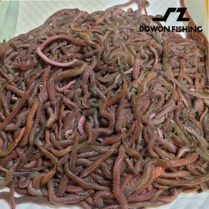도원피싱 비만통통 갯지렁이 청개비 500g 청갯지렁이 지렁이미끼 우럭 성대 도다리 가자미