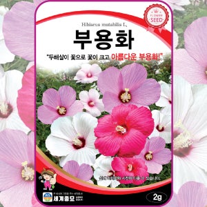 부용화씨앗 부용화 종자 2g / 꽃씨 몰 봄 여름 가을 겨울 월동 부용꽃 씨앗