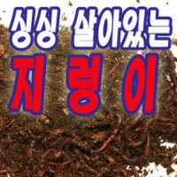 싱싱 살아있는 지렁이 구더기 갯지렁이 생물 실습용 미끼용 낚시 파란낚시