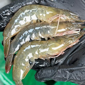 통수산 국산 급냉 흰다리새우 1kg 국산 왕새우 뚱띠새우 급속냉동