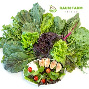 [라움팜GAP인증] 모듬 샐러드야채 정기배송 /지평 유럽샐러드 비타민 야채등 10종내외