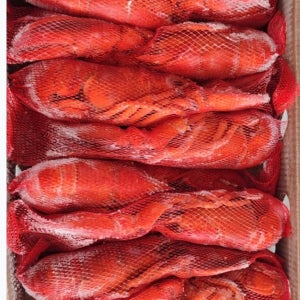 25년 신물 캐나다산 랍스터 랍스타 자숙 마리당 300g 이상 캠핑 냉동 바닷가재 홈파티